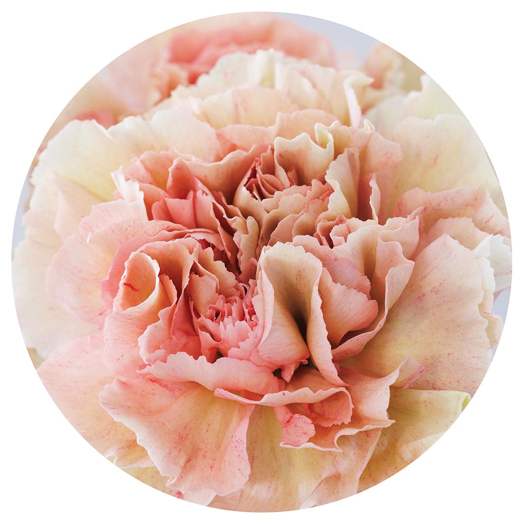 CLOSE-UP PINK BLOSSOM CARNATION ROUND RUG