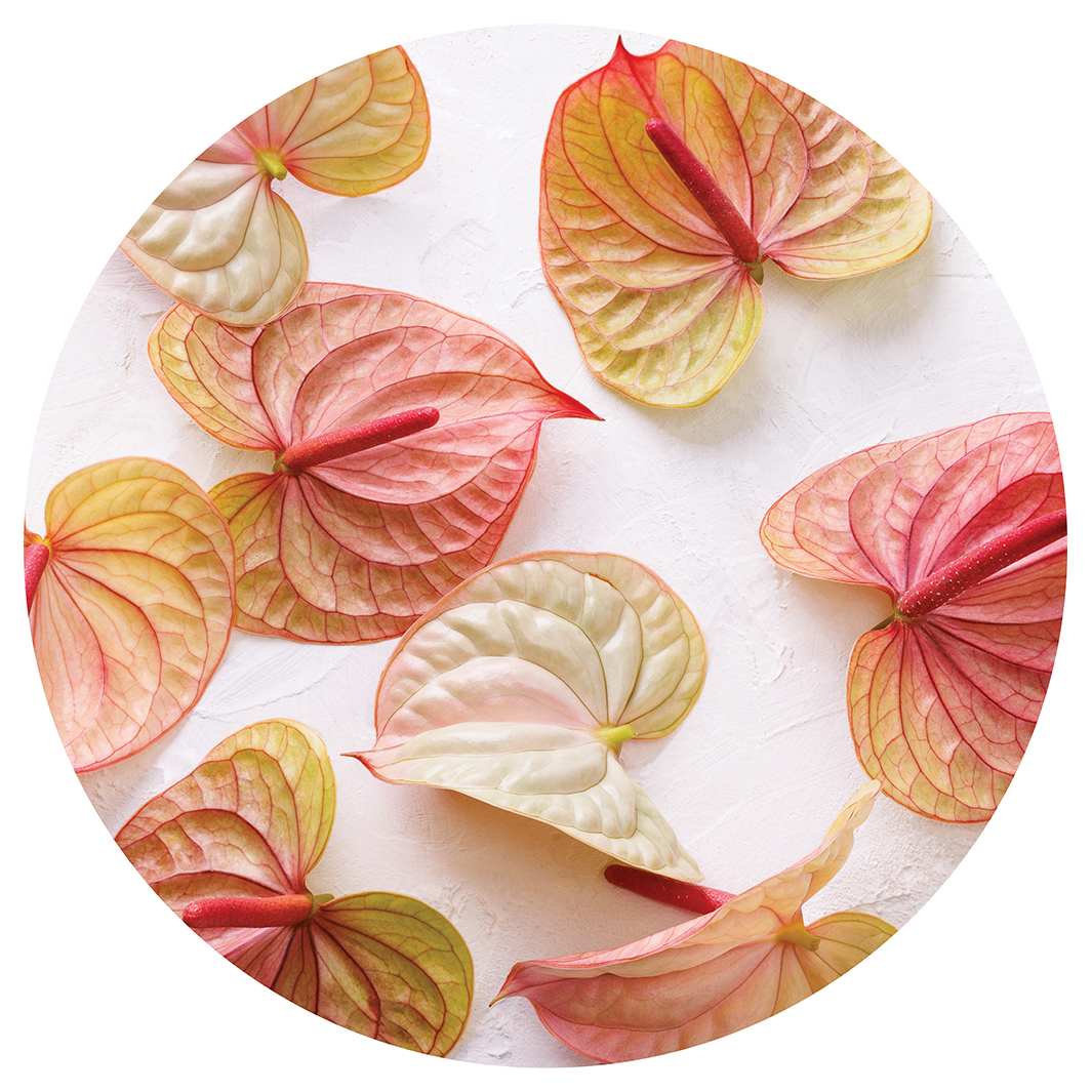 SCATTERED ANTHURIUM BLOOMS ROUND RUG