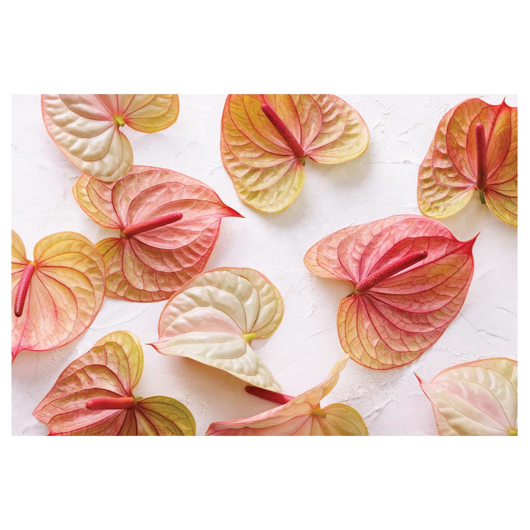 SCATTERED ANTHURIUM BLOOMS RECTANGULAR RUG