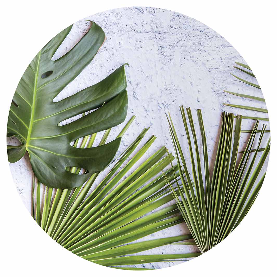 LEAVES GREEN PALM LEAVES ON WHITE CHEESEBOARD