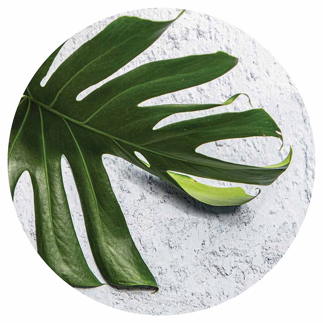 LEAVES GREEN MONSTERA LEAF CHEESEBOARD
