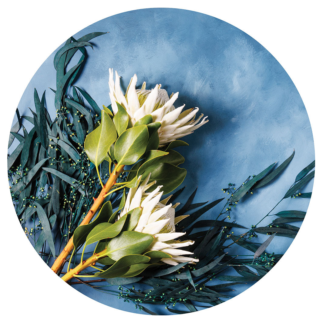 WHITE PROTEAS AND EUCALYPTUS ON BLUE CHEESEBOARD