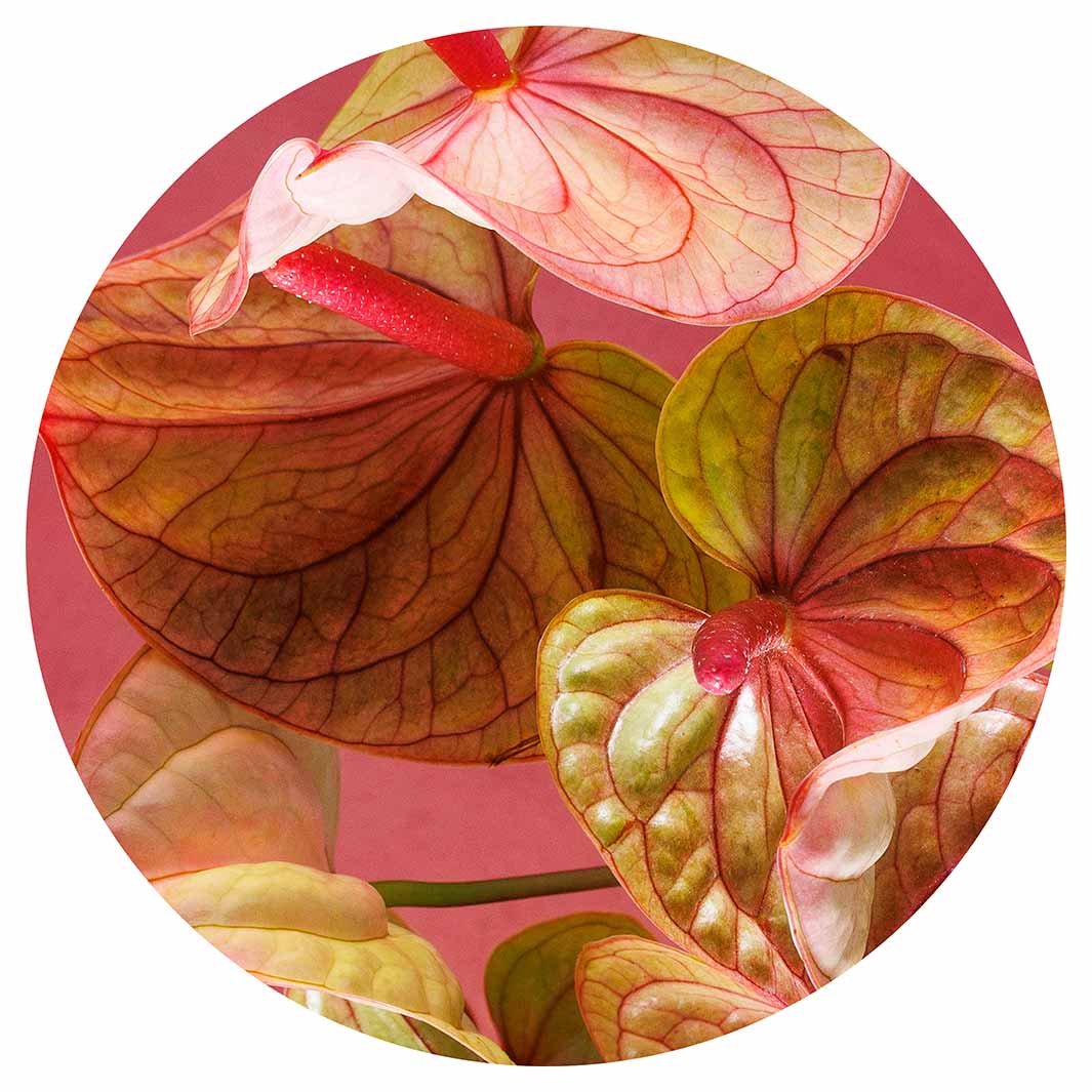 ANTHURIUM LIGHT PINK AND GREEN ON MAGENTA CHEESEBOARD