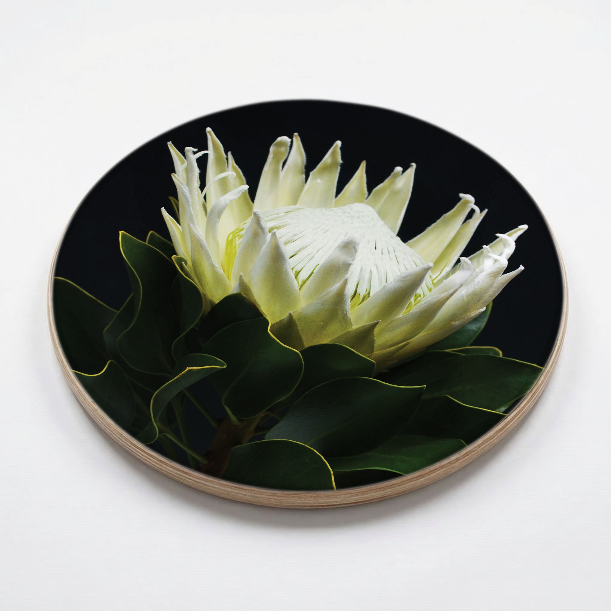 MIDNIGHT WHTIE PROTEA CHEESEBOARD