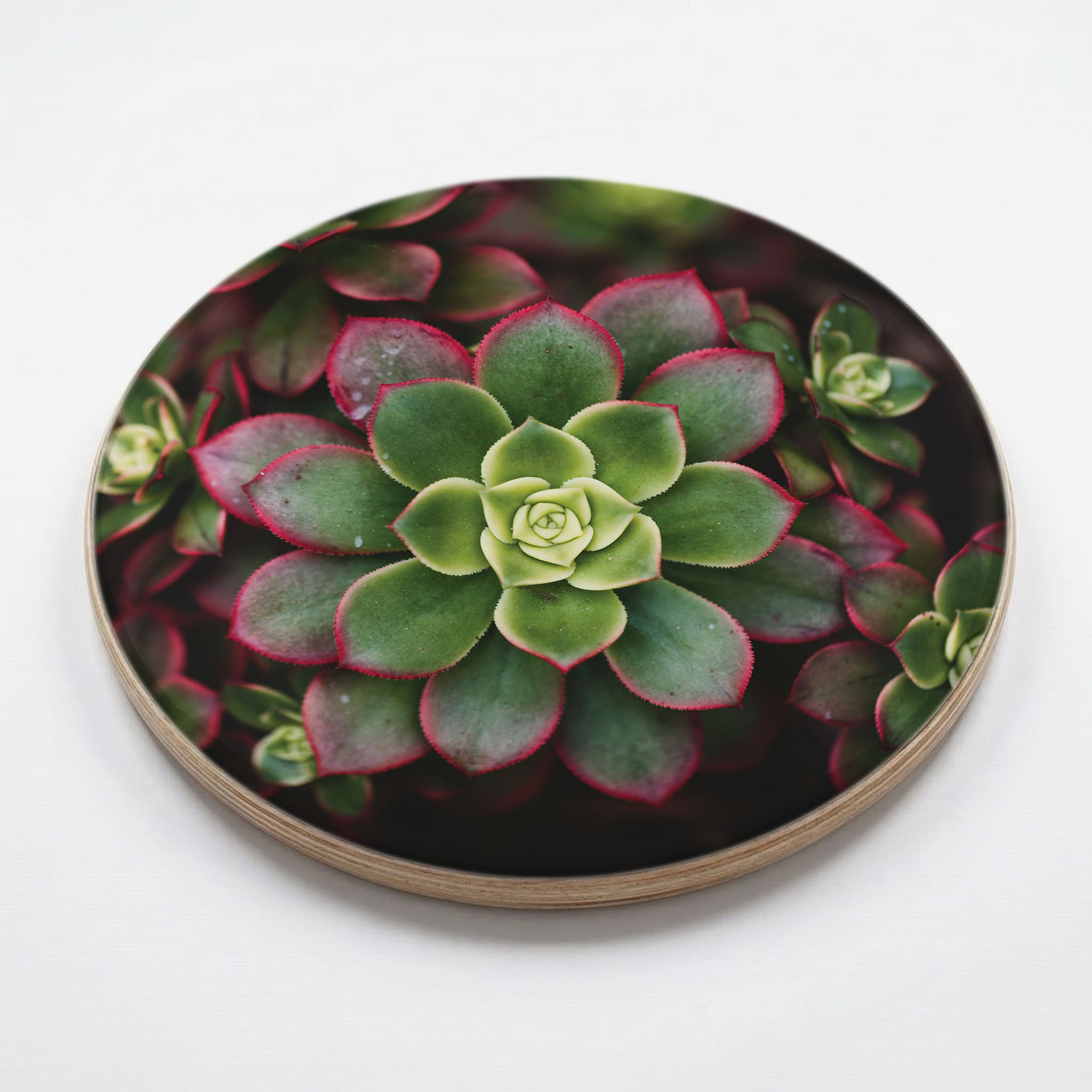 DARK GARDEN SUCCULENTS CHEESEBOARD