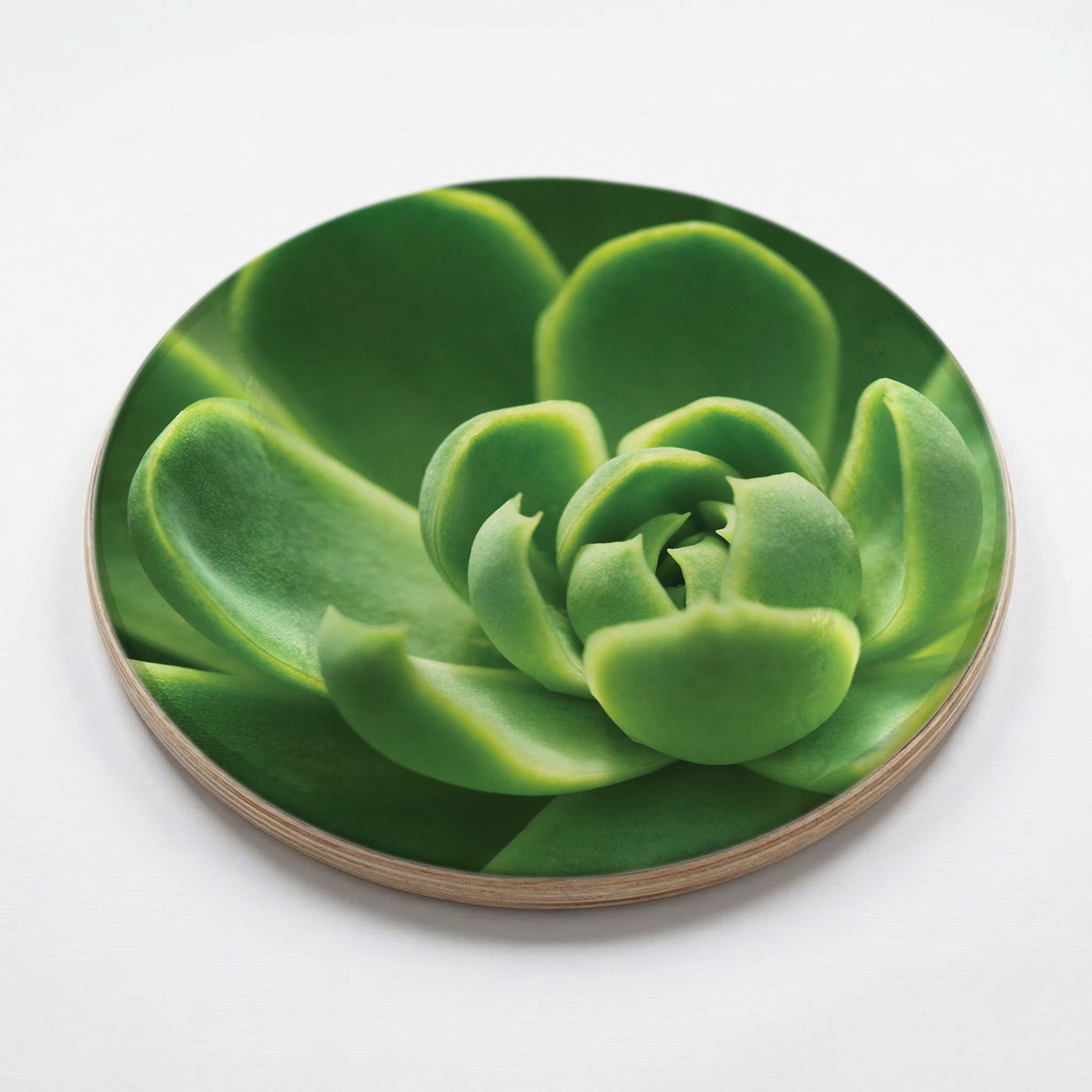 GREEN CORE SUCCULENT CHEESEBOARD