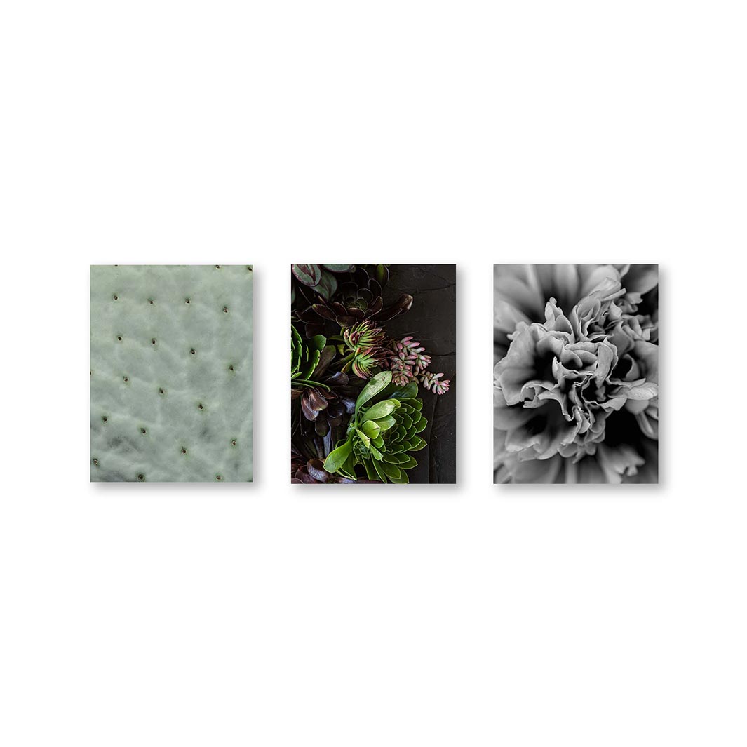 SUCCULENT WELCOME BIRCH BLOCKS 3 PIECE COLLAGE