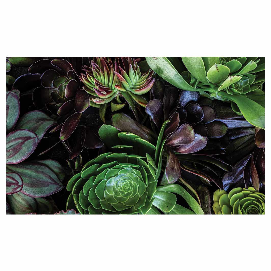 NATURAL GREEN AND PURPLE ALOE GARDEN ANTI-FATIGUE KITCHEN MAT