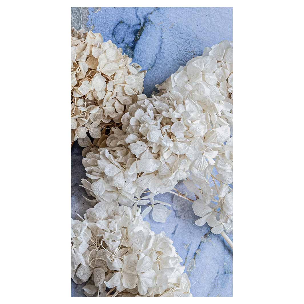 FLORAL CREAM BLEACHED HYDRANGEAS ON BLUE BUFF