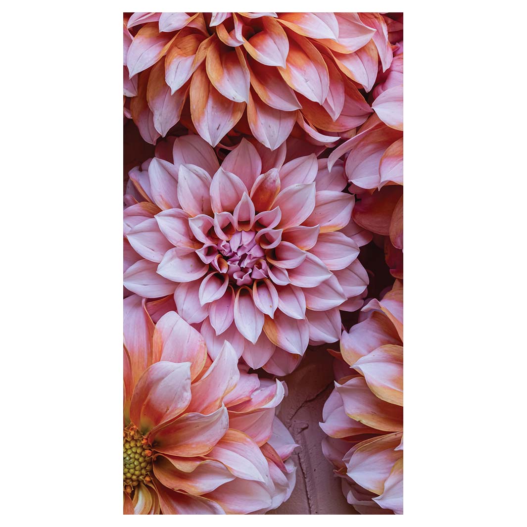 FLORAL PINK AND ORANGE DAHLIA FLOWERS BUFF