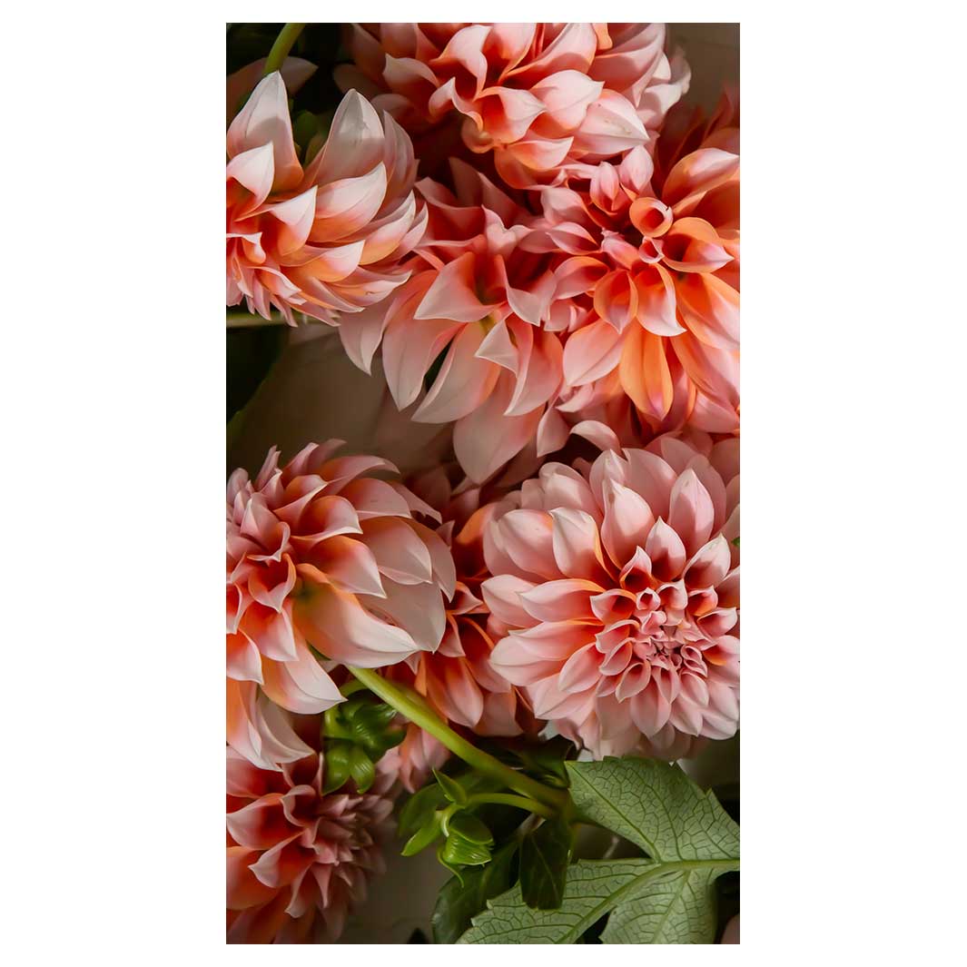 FLORAL ORANGE SCATTERED DAHLIAS WITH LEAVES BUFF