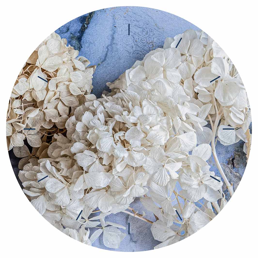 FLORAL CREAM BLEACHED HYDRANGEAS ON BLUE ROUND CLOCK