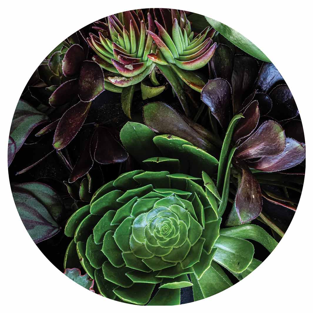 NATURAL GREEN AND PURPLE ALOE GARDEN ROUND COASTER