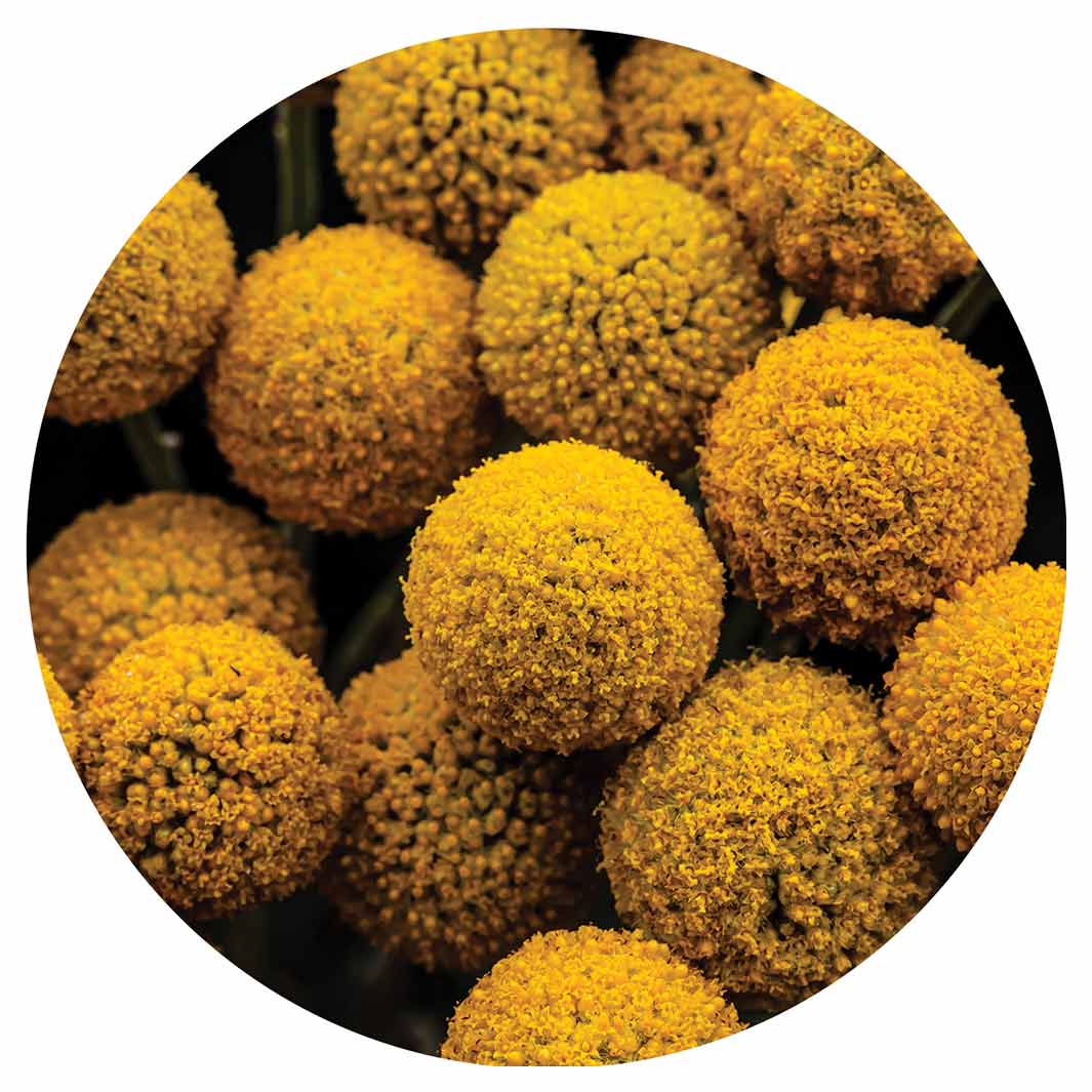 NATURAL YELLOW CRASPEDIA BILLY BUTTON BALLS ROUND COASTER