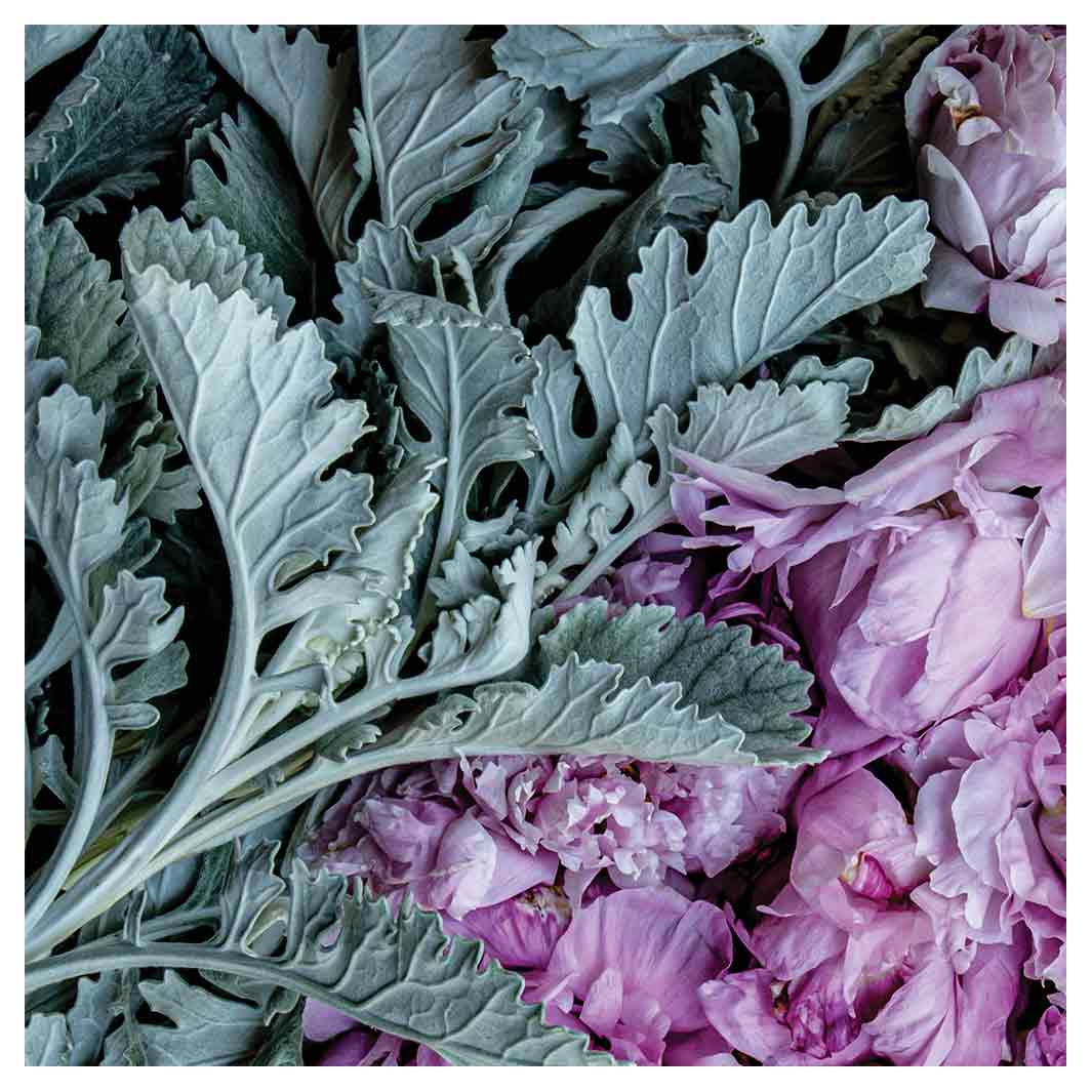 FLORAL SILVER LEAVES WITH PINK PEONIES SQUARE COASTER