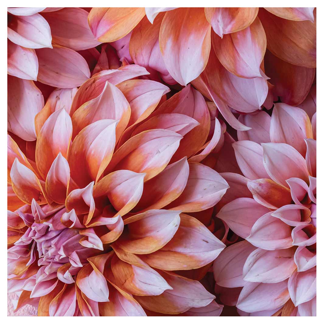 FLORAL PINK AND ORANGE DAHLIA FLOWERS SQUARE COASTER