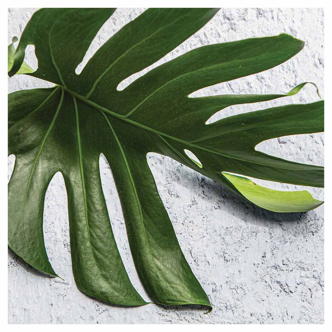 LEAVES GREEN MONSTERA LEAF SQUARE COASTER