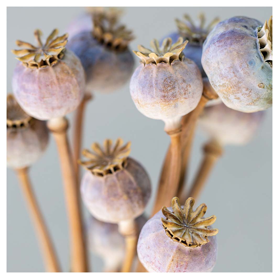 NATURAL PURPLE GIANT POPPY SEED BUNCH ON GREY SQUARE COASTER