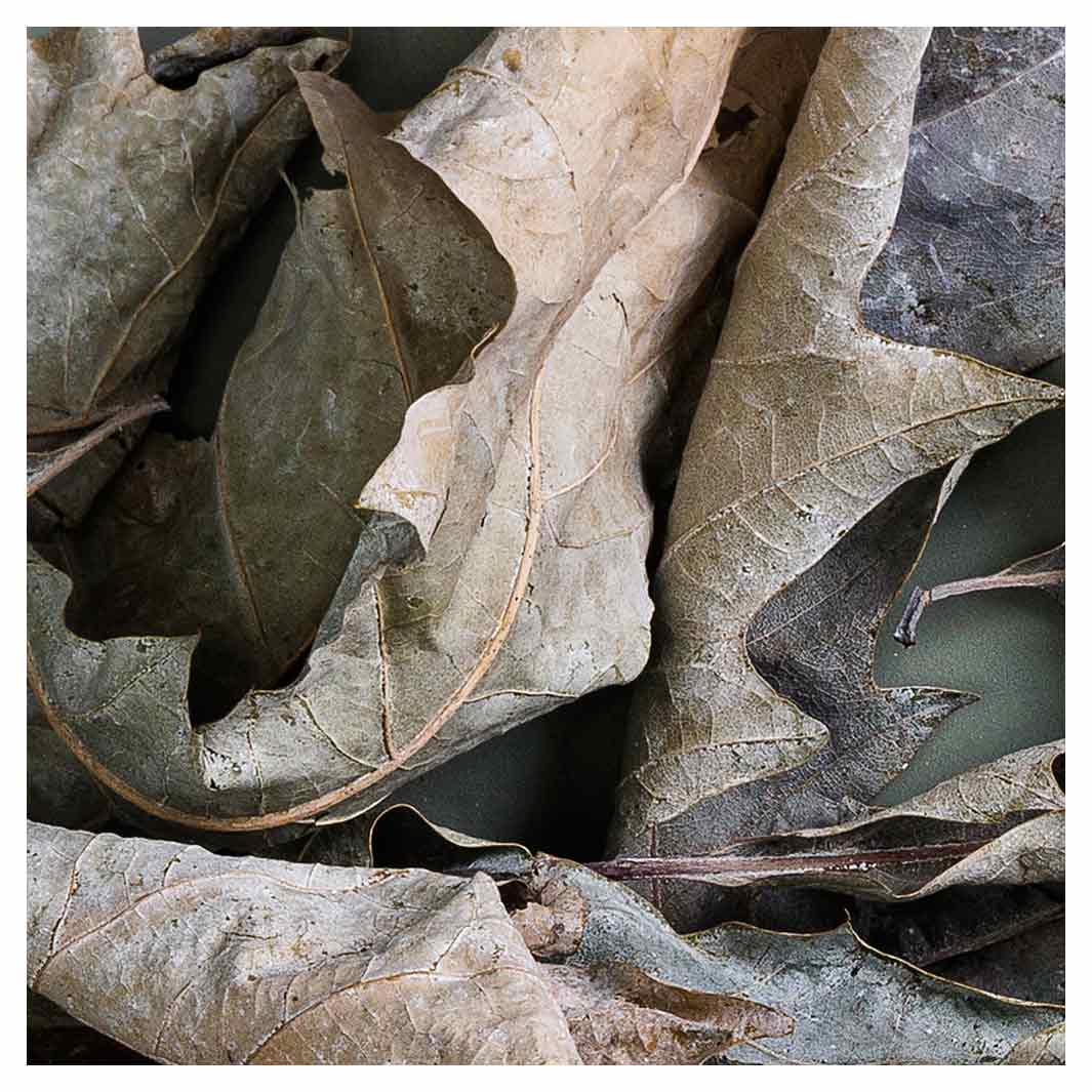 MONOCHROMATIC GREY GREEN LEAVES SQUARE COASTER