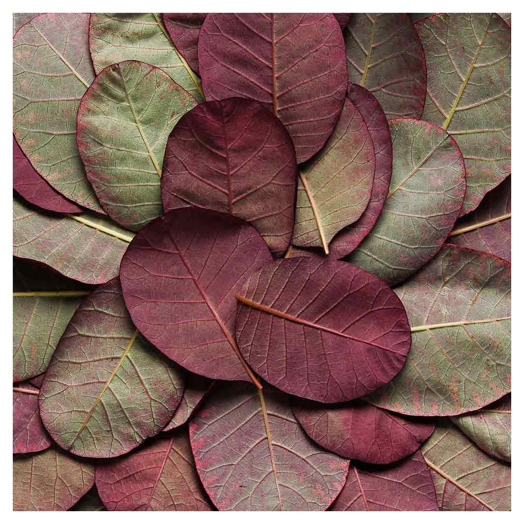 LEAF ROUND ARRANGEMENT DARK MAUVE AND GREEN SQUARE COASTER