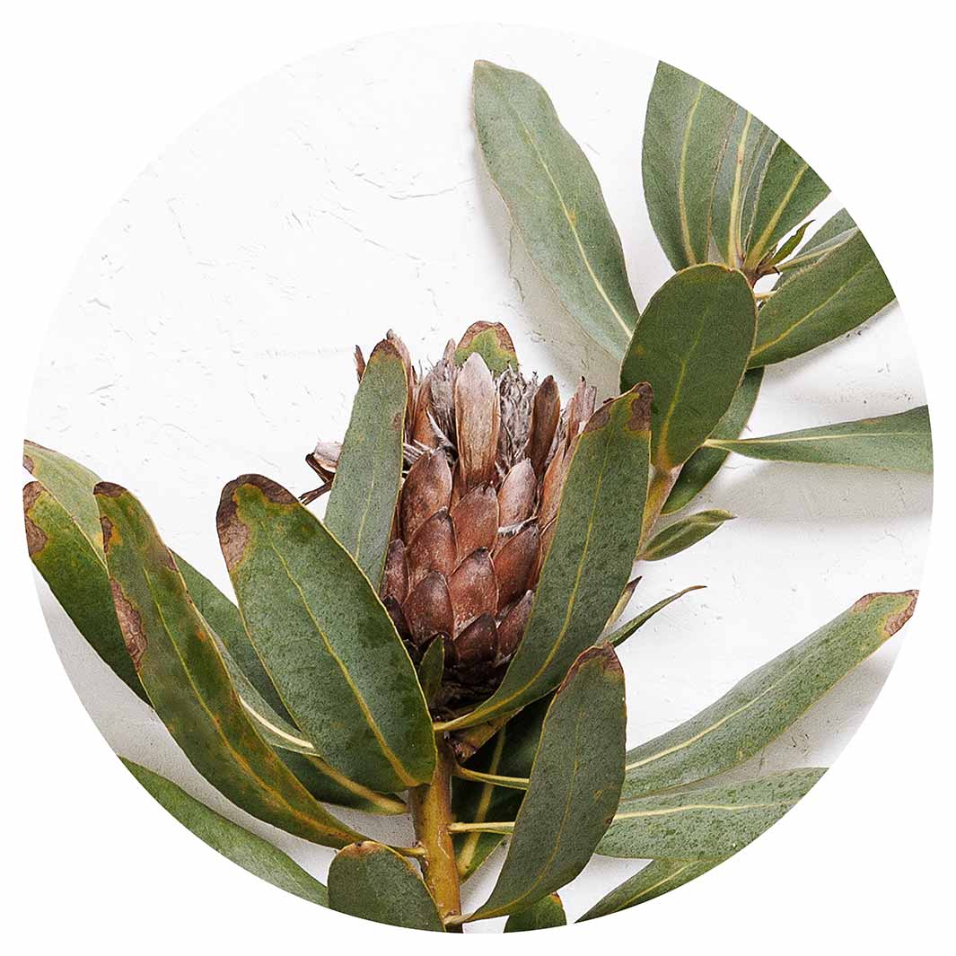 DRIED PROTEA WITH GREEN LEAVES ROUND COFFEE TABLE