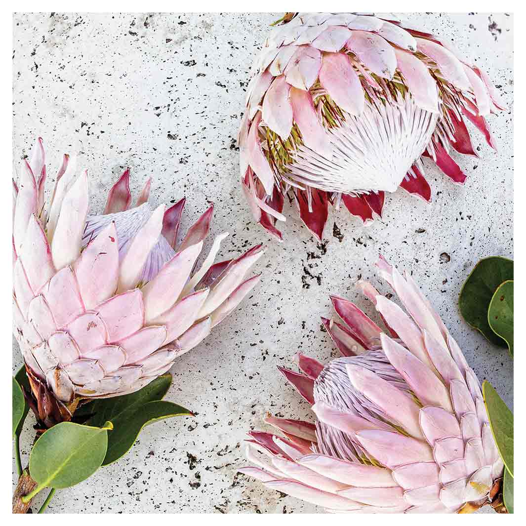 FLORAL PINK PROTEAS ON WHITE SQUARE COFFEE TABLE