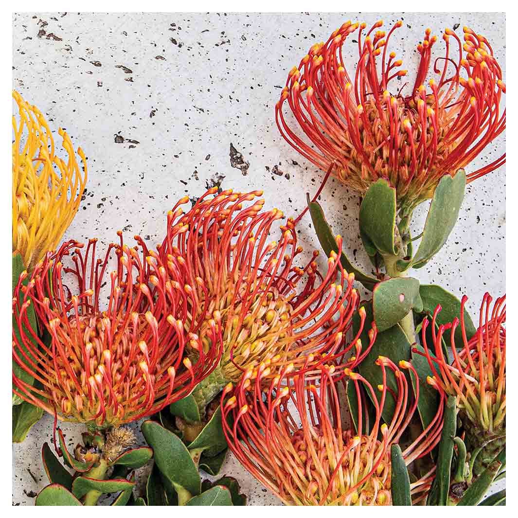 FLORAL ORANGE PIN CUSHIONS ON WHITE SQUARE COFFEE TABLE