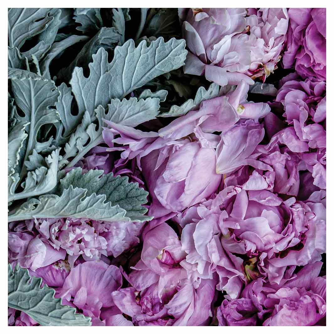 FLORAL SILVER LEAVES WITH PINK PEONIES SQUARE COFFEE TABLE