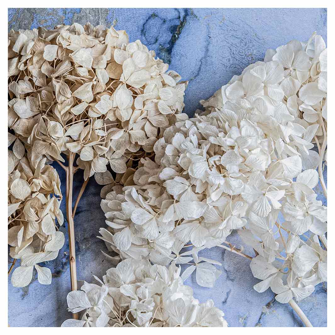 FLORAL CREAM BLEACHED HYDRANGEAS ON BLUE SQUARE COFFEE TABLE