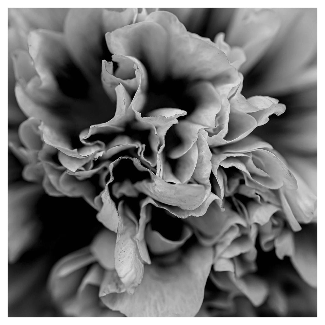 FLORAL BLACK AND WHITE PEONY SQUARE COFFEE TABLE