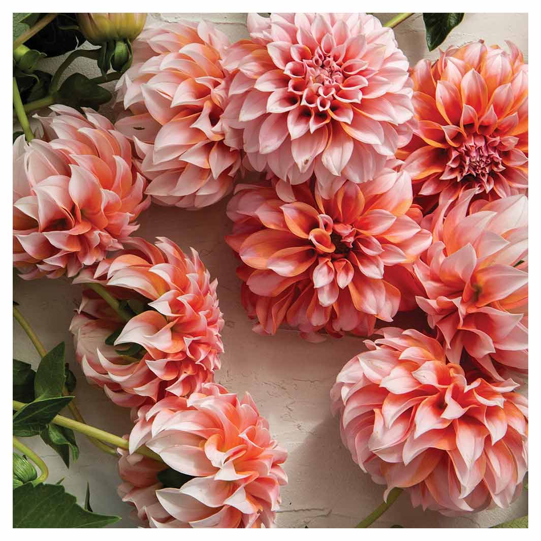 FLORAL ORANGE SCATTERED DAHLIAS WITH LEAVES SQUARE COFFEE TABLE