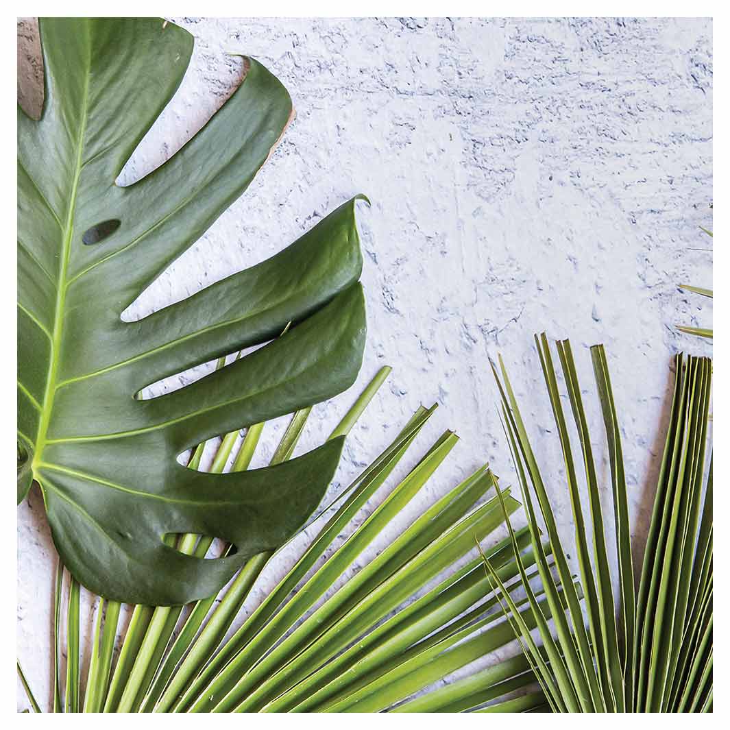 LEAVES GREEN PALM LEAVES ON WHITE SQUARE COFFEE TABLE