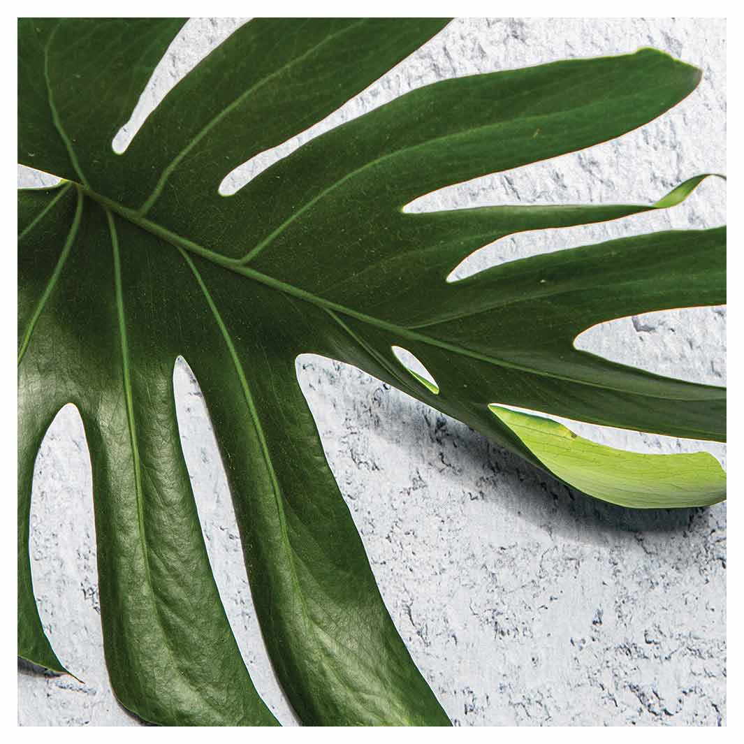 LEAVES GREEN MONSTERA LEAF SQUARE COFFEE TABLE