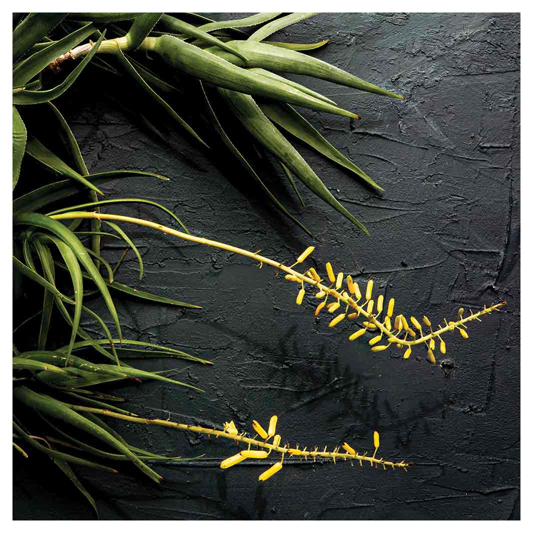 NATURAL YELLOW BLOSSOMS ALOE BUSH ON GREY SQUARE COFFEE TABLE