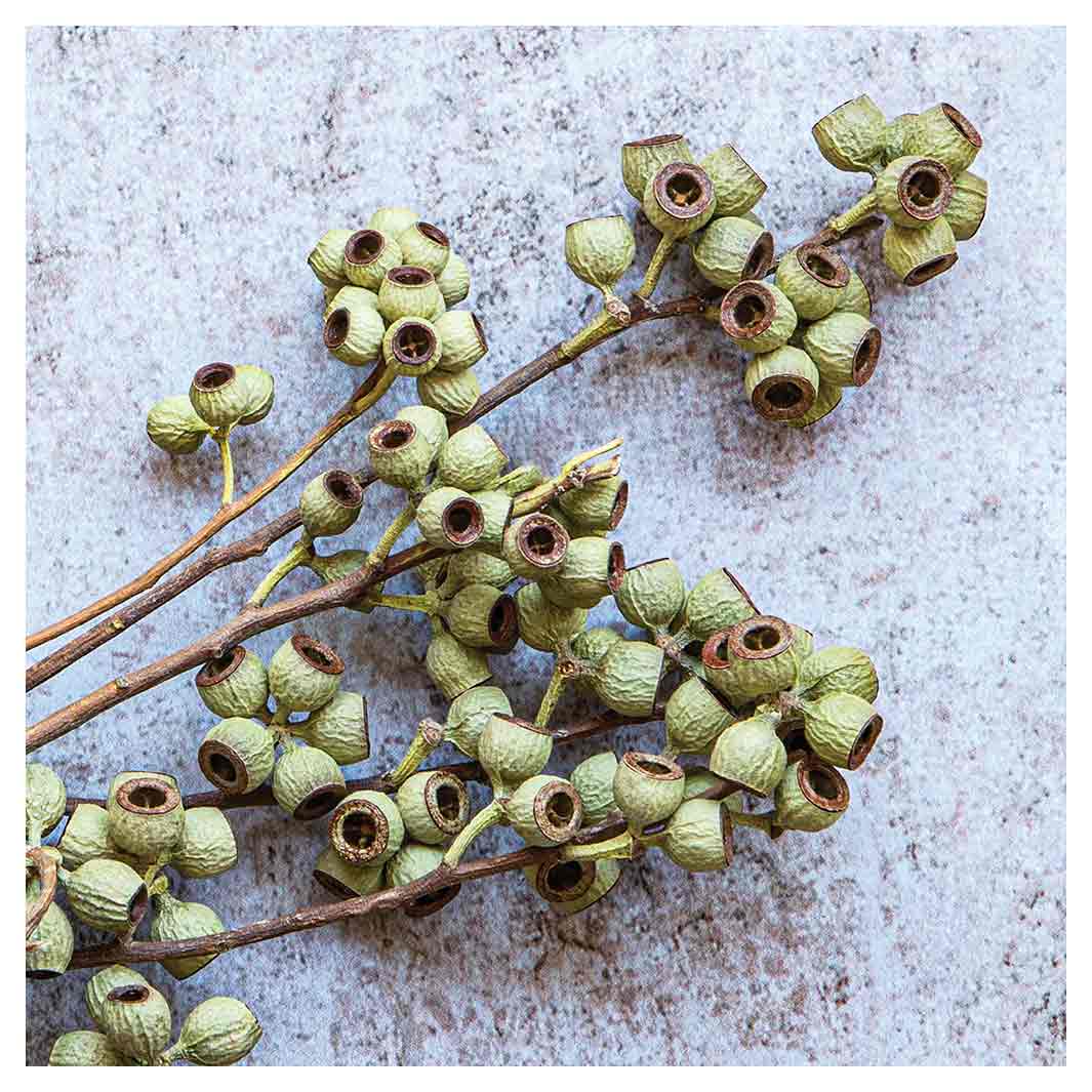 NATURAL GREEN NATURAL AMBERNUTS SQUARE COFFEE TABLE