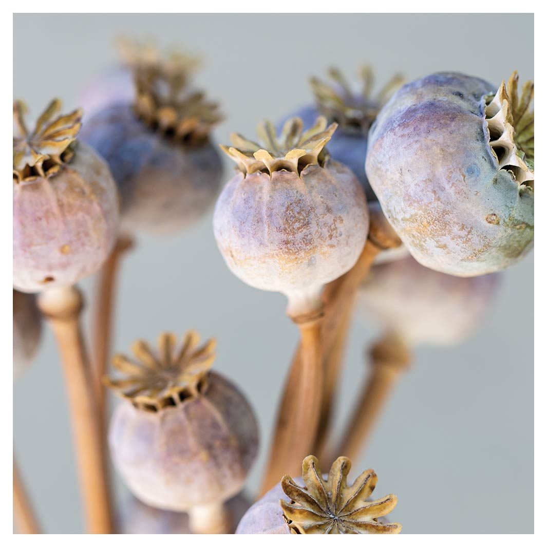 NATURAL PURPLE GIANT POPPY SEED BUNCH ON GREY SQUARE COFFEE TABLE