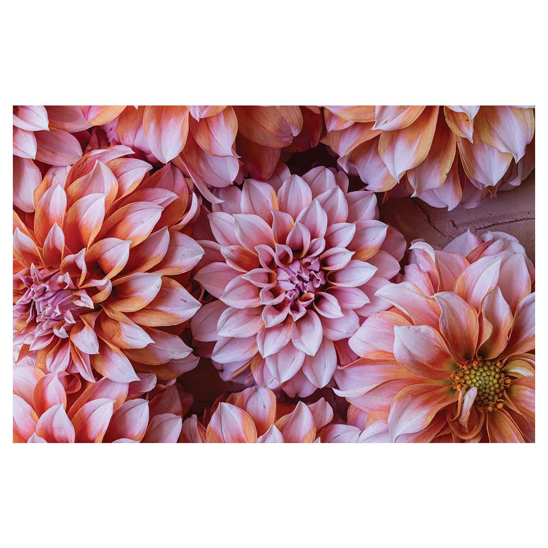 FLORAL PINK AND ORANGE DAHLIA FLOWERS BATHMAT