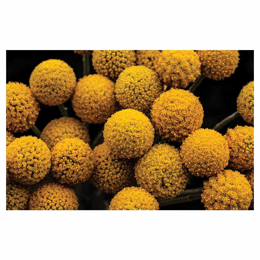 NATURAL YELLOW CRASPEDIA BILLY BUTTON BALLS BATHMAT