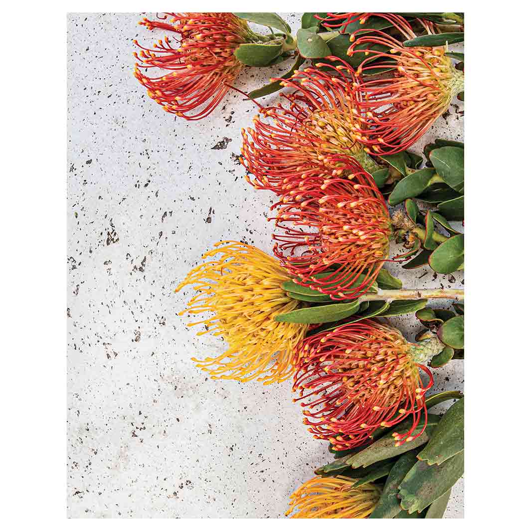 FLORAL ORANGE PIN CUSHIONS ON WHITE FLEECE BLANKET