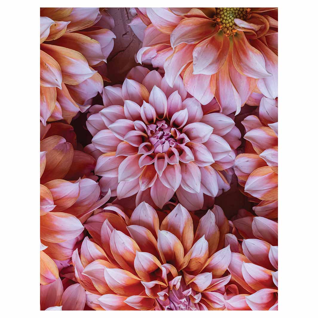 FLORAL PINK AND ORANGE DAHLIA FLOWERS FLEECE BLANKET