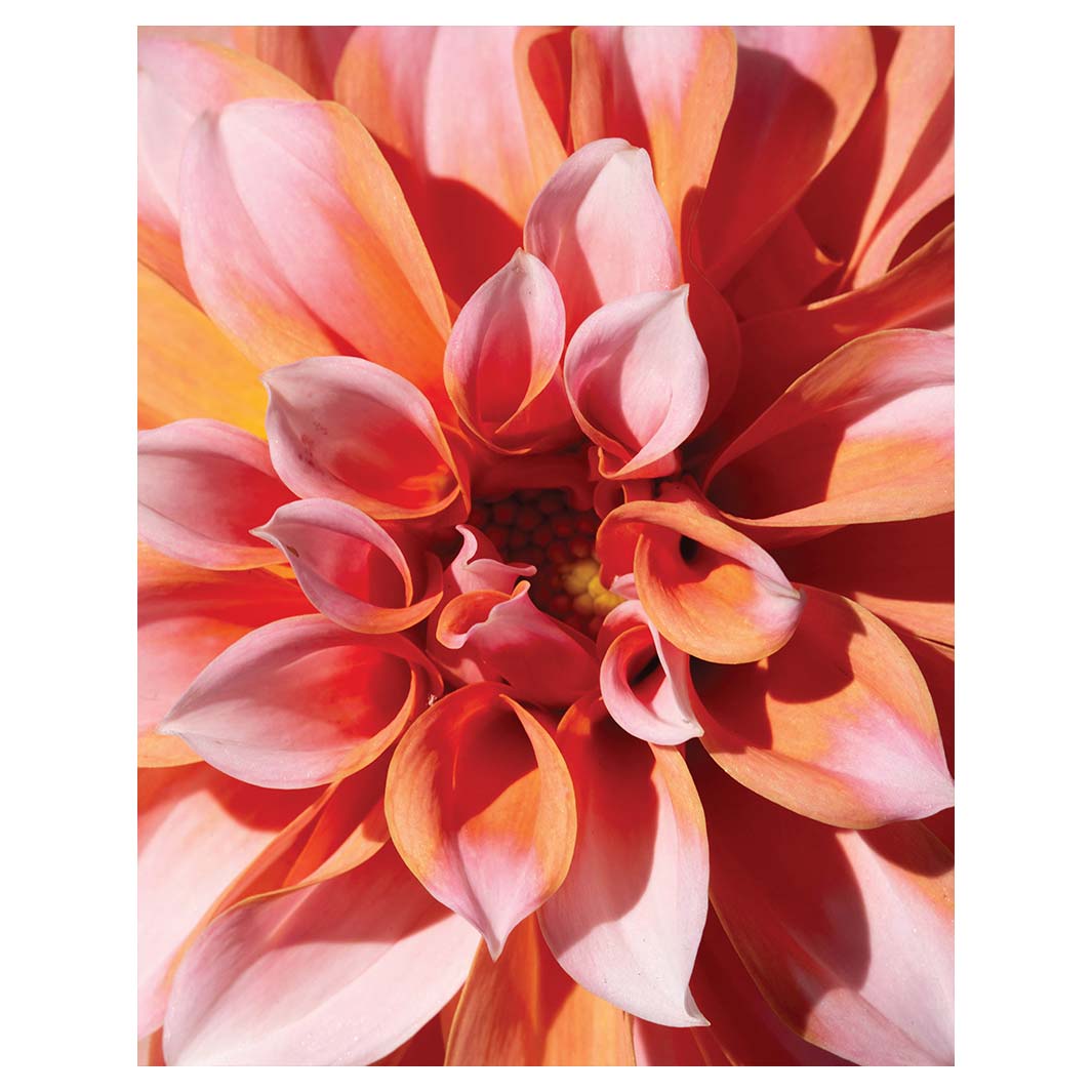 FLORAL PINK DAHLIA FLEECE BLANKET