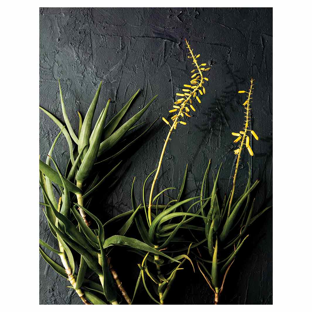 NATURAL YELLOW BLOSSOMS ALOE BUSH ON GREY FLEECE BLANKET