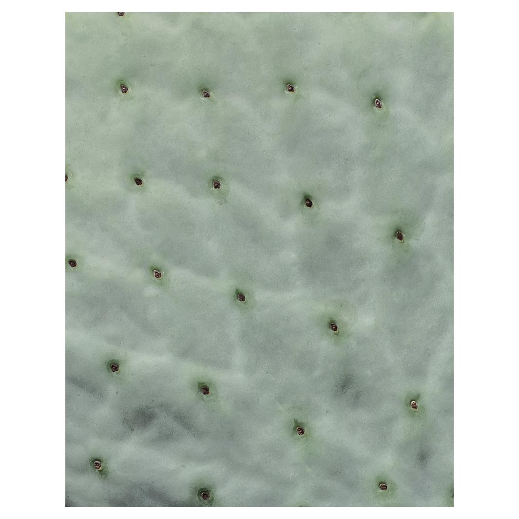 NATURAL GREEN PRICKLY PEAR LEAF FLEECE BLANKET