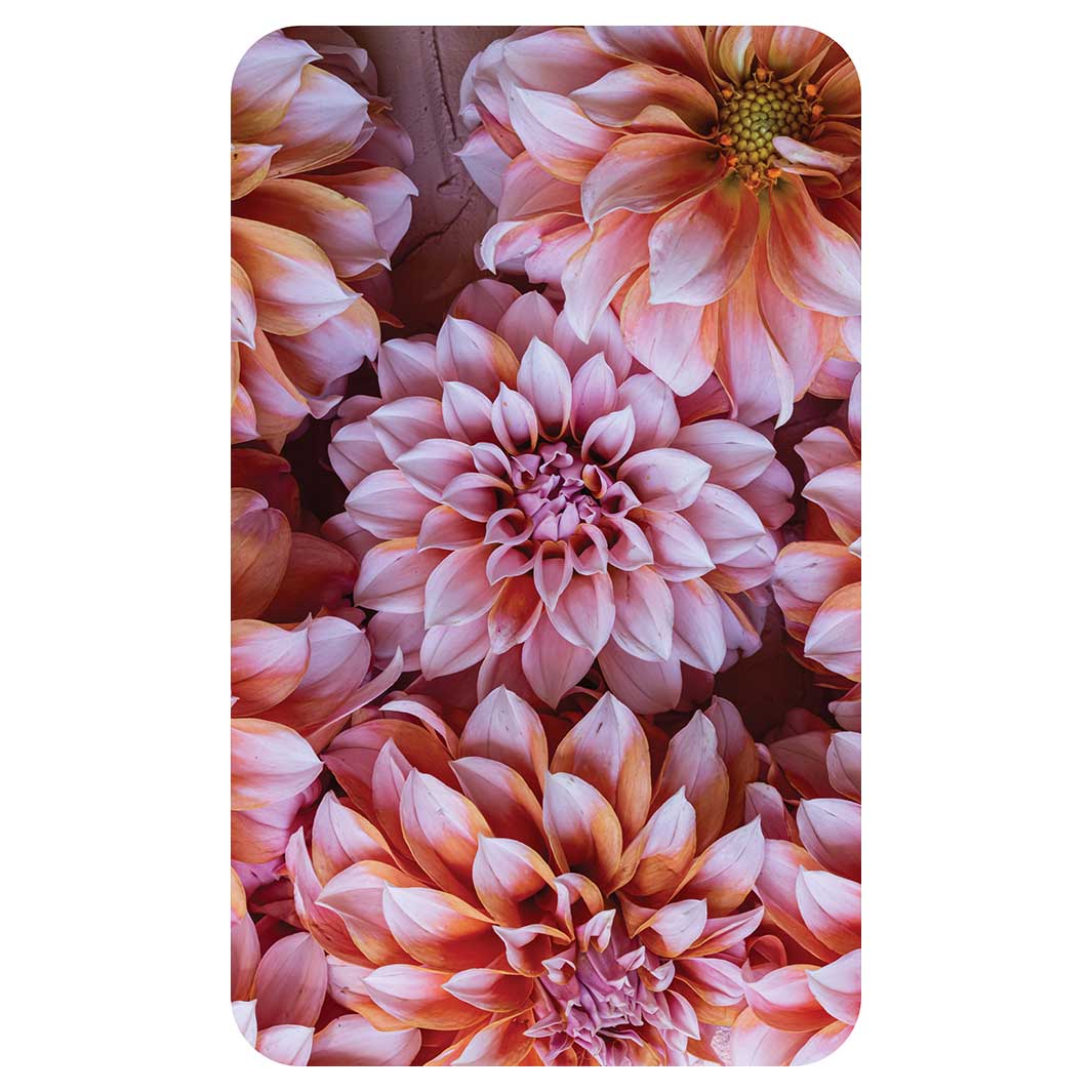 FLORAL PINK AND ORANGE DAHLIA FLOWERS KITCHEN TOWEL