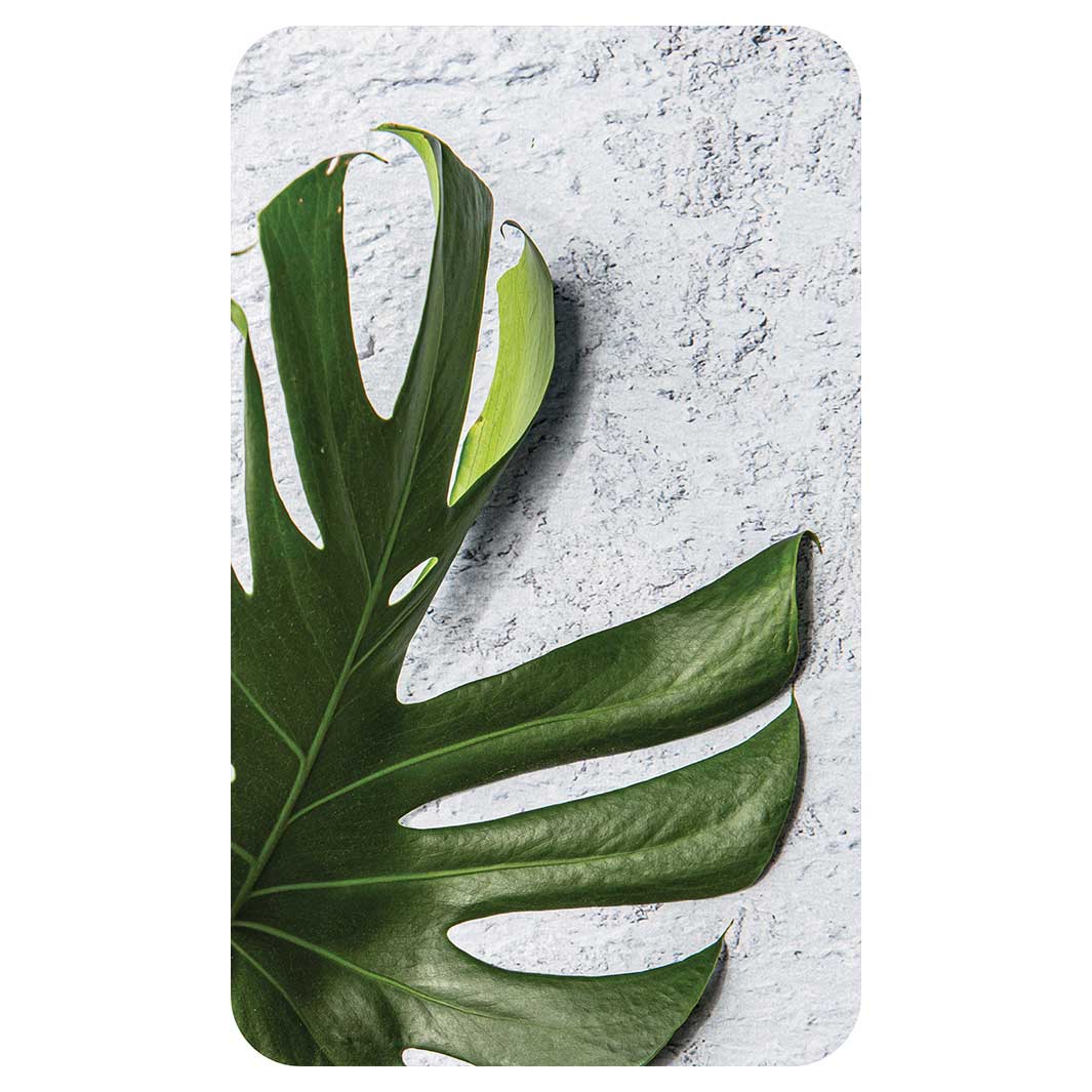 LEAVES GREEN MONSTERA LEAF KITCHEN TOWEL