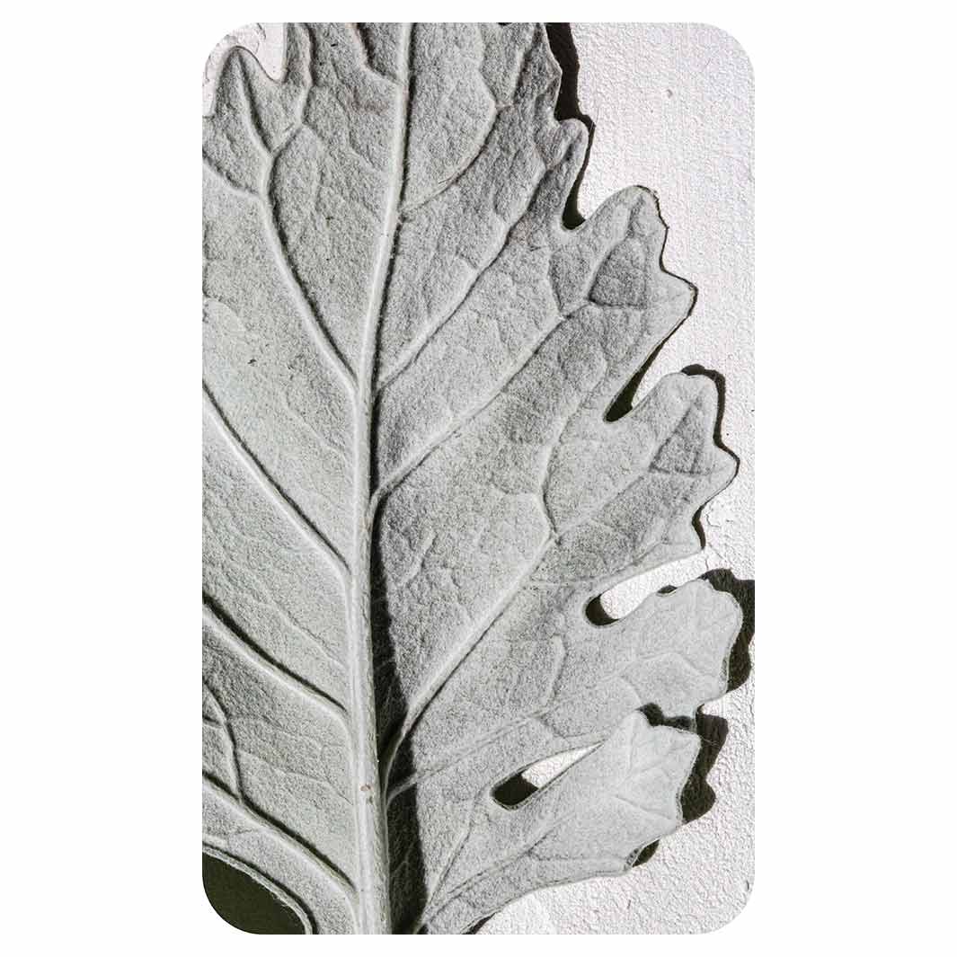 LEAVES GREY MONOCHROME LEAF KITCHEN TOWEL