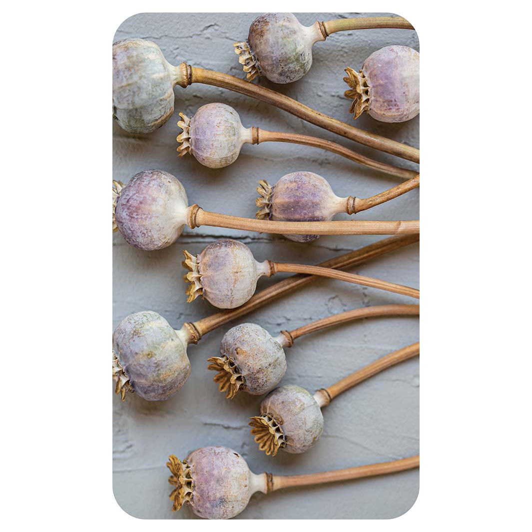 NATURAL PURPLE GIANT POPPY SEEDS ON GREY KITCHEN TOWEL