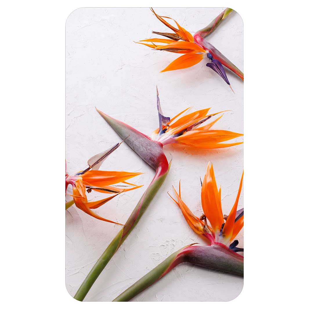 STRELITZIAS ON WHITE KITCHEN TOWEL