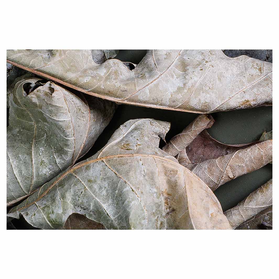 MONOCHROMATIC GREY GREEN LEAVES BATHMAT