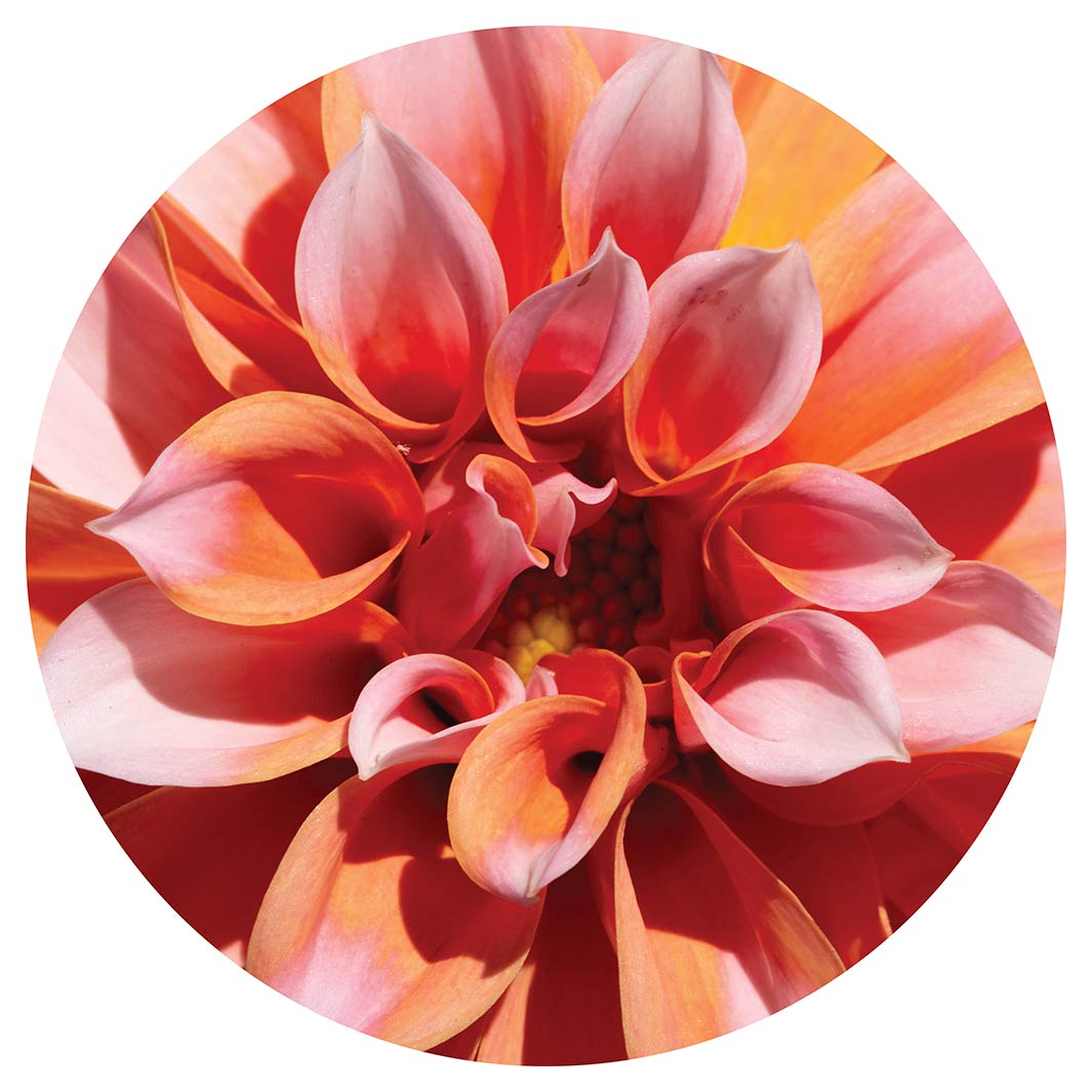 FLORAL PINK DAHLIA MOUSEPAD